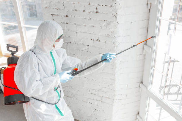 Why You Should Choose Our Mold Remediation Services in Bronx, NY